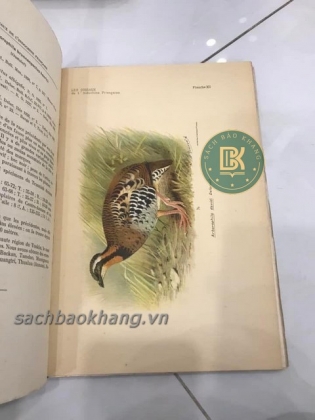 LES OISEAUX DE L&#39;INDOCHINE FRANCAISE (TẠM DỊCH: CÁC LOÀI CHIM Ở XỨ ĐÔNG DƯƠNG) 