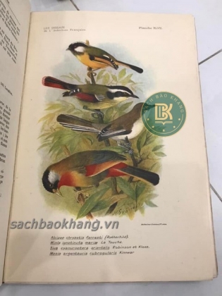 LES OISEAUX DE L&#39;INDOCHINE FRANCAISE (TẠM DỊCH: CÁC LOÀI CHIM Ở XỨ ĐÔNG DƯƠNG) 