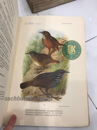 LES OISEAUX DE L&#39;INDOCHINE FRANCAISE (TẠM DỊCH: CÁC LOÀI CHIM Ở XỨ ĐÔNG DƯƠNG) 