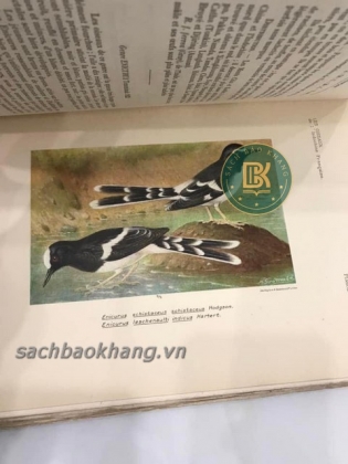 LES OISEAUX DE L&#39;INDOCHINE FRANCAISE (TẠM DỊCH: CÁC LOÀI CHIM Ở XỨ ĐÔNG DƯƠNG) 