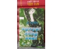 NGUYỆT ĐỒNG XOÀI - lê xuyên