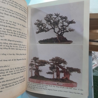 BONSAI - VÕ VĂN CHI