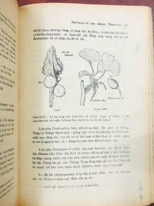 SINH HỌC THỰC VẬT 