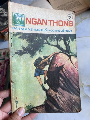 NGÀN THÔNG - VI VI 