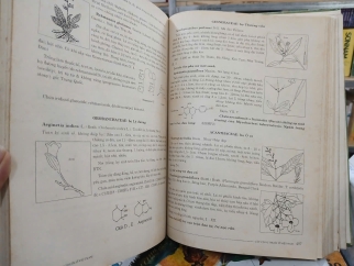 CÂY CÓ VỊ THUỐC Ở VIỆT NAM (BÌA CỨNG) - PHẠM HOÀNG HỘ 