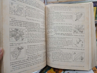 CÂY CÓ VỊ THUỐC Ở VIỆT NAM (BÌA CỨNG) - PHẠM HOÀNG HỘ 