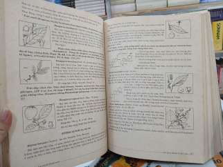 CÂY CÓ VỊ THUỐC Ở VIỆT NAM (BÌA CỨNG) - PHẠM HOÀNG HỘ 