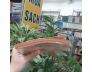 SÁU CỬA VÀO ĐỘNG THIẾU THẤT - BỒ ĐỀ ĐẠT MA