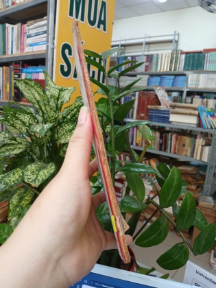 KHUYÊN TU TỊNH ĐỘ - ĐỖ PHƯỚC TÂM VÀ ĐOÀN TRUNG CÒN