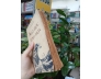PHẬT HỌC TINH HOA - NGUYỄN DUY CẦN 