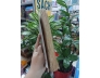 TẢN ĐÀ KHỐI MÂU THUẪN LỚN - TẦM DƯƠNG