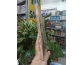 NGUYỄN ĐỖ CUNG - CHU QUANG TRỨ, KHƯƠNG HUÂN, NGUYỄN TRÂN