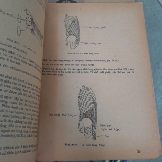 BÀI GIẢNG GIẢI PHẪU HỌC (TẬP 2) - NGUYỄN QUANG QUYỀN