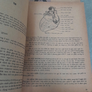 BÀI GIẢNG GIẢI PHẪU HỌC (TẬP 2) - NGUYỄN QUANG QUYỀN