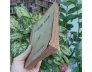LUYỆN VĂN - NGUYỄN HIẾN LÊ