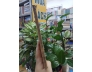 CÔNG DÂN GIÁO DỤC LỚP ĐỆ NHỊ - TRẦN MỘNG CHU, NGUYỄN CAO QUYỀN