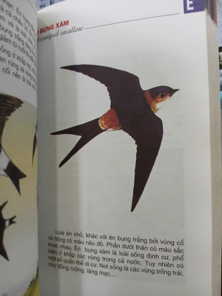 TỪ ĐIỂN TRANH VỀ CÁC CON VẬT - LÊ QUANG LONG