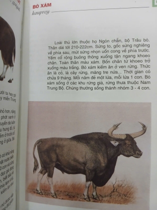 TỪ ĐIỂN TRANH VỀ CÁC CON VẬT - LÊ QUANG LONG