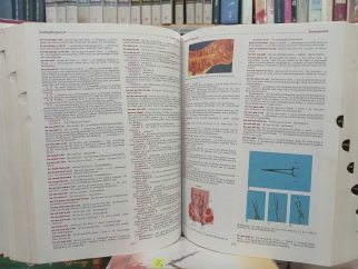 DORLAND'S ILLUSTRATED MEDICAL DICTIONARY - TỪ ĐIỂN Y HỌC CÓ HÌNH MINH HỌA CỦA DORLAND