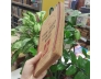 DIỆU PHÁP LIÊN HOA KINH - ĐOÀN TRUNG CÒN