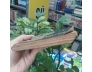 CHIẾC KHUY ĐỒNG - Ô VA LỐP ( TRỌNG PHAN - HÀ BẮC DỊCH)