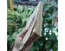 NẰM VẠ - BÙI HIỂN 