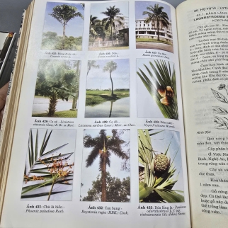 TÀI NGUYÊN CÂY GỖ VIỆT NAM ( BÌA CỨNG) - TRẦN HỢP