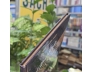 KÝ SỰ ĐẾN VIỆT NAM NĂM 1657 ( BÌA CỨNG) - CHU THUẤN THỦY ( VĨNH SÍNH DỊCH)